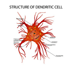 Structure of Dendritic cell. Anatomyof Dendritic cell. Cell of the immune system.