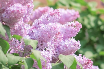 Background image: Beautiful blooming lilac bush in the garden