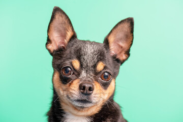 Portrait of a dog of the Chihuahua breed on a green background. Dog tricolor.