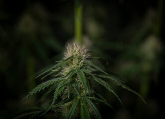 Green Gelato cookies variety of marijuana flower indoor