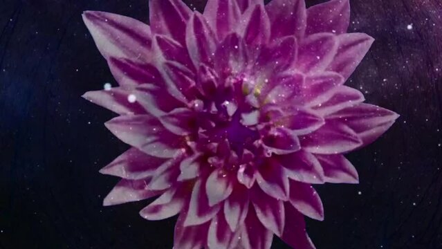 Vivid flower animation. 3D rendering