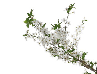 Blooming plum tree flowers isolated on white 