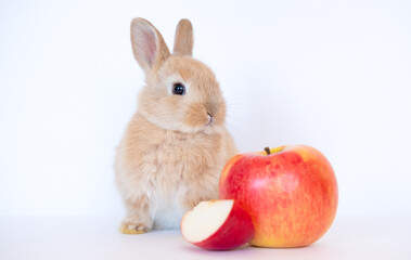 Fototapeta na wymiar Adorable Lovely bunny rabbit with red apples on white background, Animal food concept