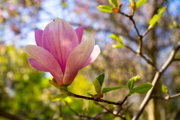 Blooming magnolia tree with large pink flowers warm weather in april