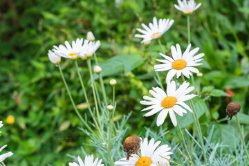 beautiful Bellis perennis or white daisy flowers with the morning dew on their petals and resibing the first rays of sun. it is a herbaceous plant of the asteraceae family. botanical concept © Mauricio Toro