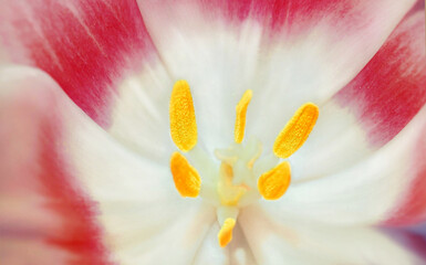 Close up of pink tulip