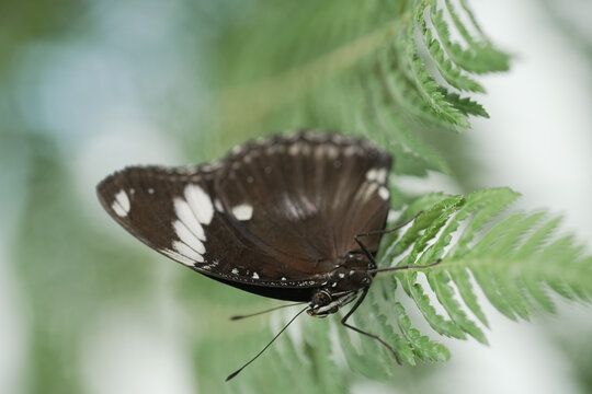 Closeup Of  A Blue Moon Butterfly