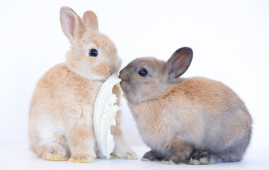two Adorable Lovely bunny rabbit with red apples on white background, Animal food concept