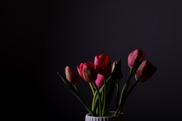Red tulips flower bouquet in bloom on a white pot isolated on a dark black background