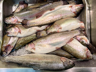 Fresh rainbow trout on sale on a market stall