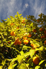 Orange trees at the streets of Cordoba, Spain