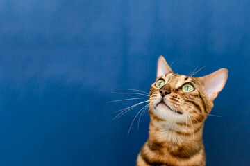 Bengal cat is a purebred cat on a blue background. Pets. Copy space