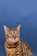 Bengal cat is a purebred cat on a blue background. Pets. Copy space