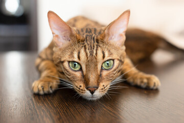 The Bengal cat is a purebred cat. Pets. Close-up