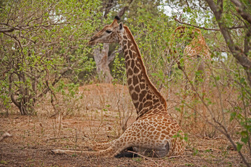 Fototapeta na wymiar Resting Giraffe 15074