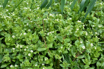 In the spring, Stellaria media grows in nature