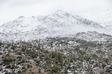 Beautiful view of giant saguaro cactuses on the winter mountains, Arizona