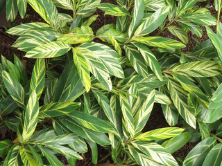Closeup shot of shell ginger (Alpinia zerumbet) leaves