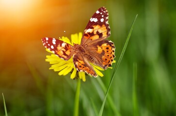A beautiful butterfly over the branch flower