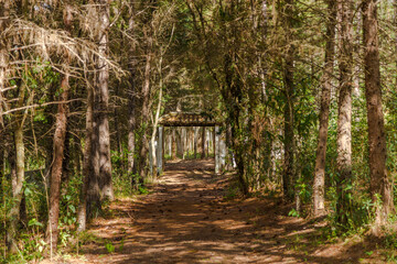 Entrance to a farm with a dirt path lined by pine and eucalyptus trees. Rustic environment.
