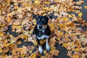 Cute little black and white feist dog sitting on a floor covered in dry autumn leaves