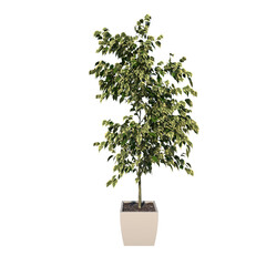 Front view of Plant (Flowerpot with Ficus Benjamina 1) Tree white background 3D Rendering Ilustracion 3D	