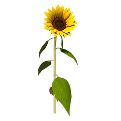 Fototapeta premium Front view Plant Flower (Sunflower 2) Tree white background 3D Rendering Ilustracion 3D 