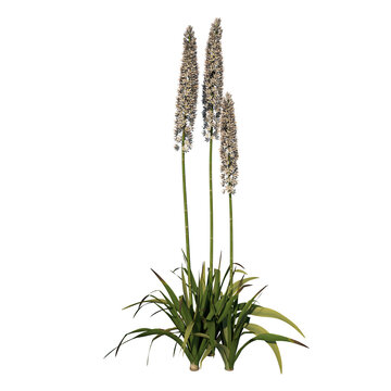 Front view of Plant (Himalayan foxtail lily Eremurus himalaicus 1) Tree white background 3D Rendering Ilustracion 3D	