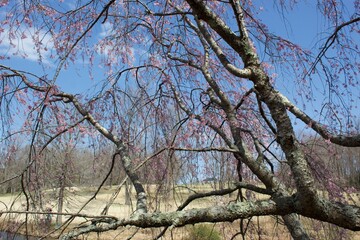 Botanical Garden