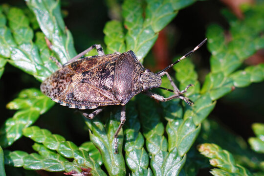 Closeup on an overwintering mottled shieldbug , Rhaphigaster neb