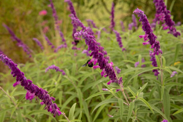 Pollination. Closeup view of a black bumblebee pollinating a Salvia leucantha, also known as Mexican bush sage, with green leaves and purple tubular flowers.