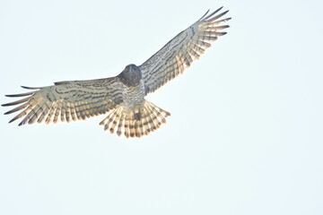 Obraz premium Schlangenadler Frontalansicht