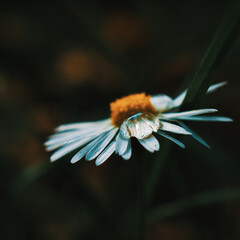 Macro selective focus shot of a common daisy (Bellis perennis) petal against a blurred background © Maria Brückner/Wirestock Creators