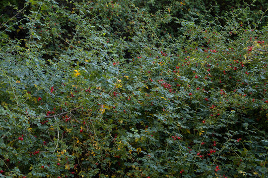 Rosa rubiginosa, also known as Rosa Mosqueta, green leaves and ripe red berries, growing in the forest. 