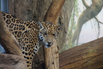 A jaguar is watching directly into the camera.