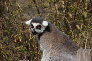 Image of a Katta which is relaxing in the sun and looking around