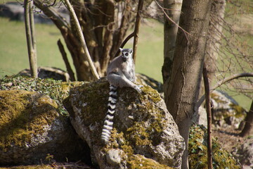 A Katta is relaxing in  the sun on a stone during the spring in austria
