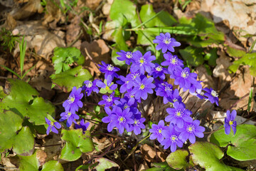 Blooming purple Anemone hepatica flowers