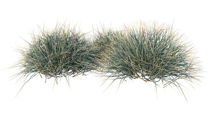 Front view of Plant (Grass Group 3) Tree white background 3D Rendering Ilustracion 3D	