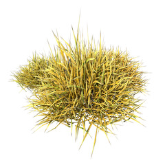Front view of Plant (group of dry grass Thatch 1) Tree white background 3D Rendering Ilustracion 3D	