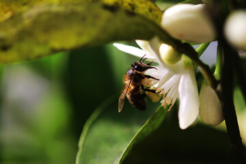 Honey bee fluttering over some flowers