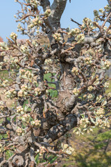 Close up of buds emerging on a pear tree