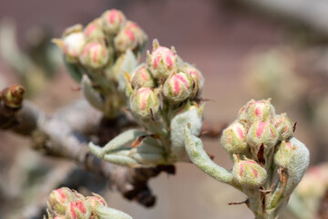 Close up of buds emerging on a pear tree