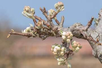 Close up of buds emerging on a pear tree