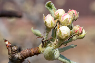 Close up of buds emerging on a pear tree
