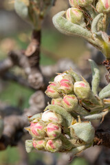 Close up of buds emerging on a pear tree