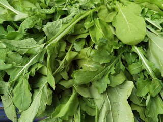 edible green plant that is in almost every salad