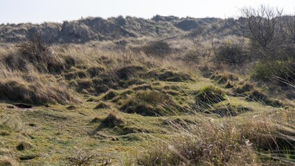 Fototapeta premium Nature reserve sand dunes Formby