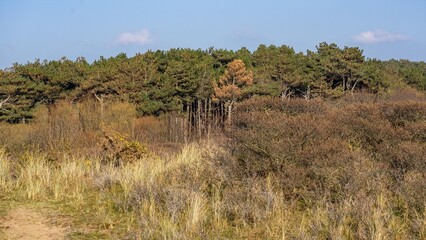 Nature reserve sand dunes Formby