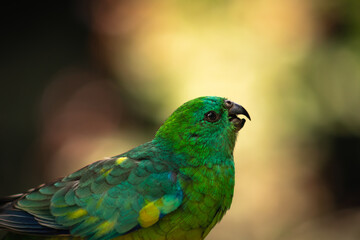 blue and green parrot